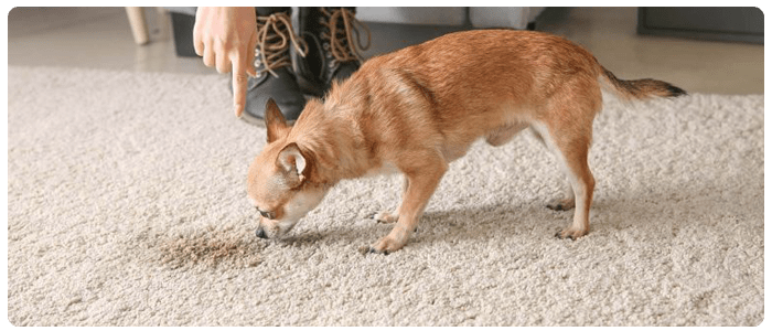 Effective tips to remove pet stains on the carpet